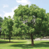 Azadirachta indica "Neem Tree" Green Souq