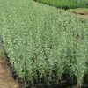 Atriplex halimus Or Salt Bush