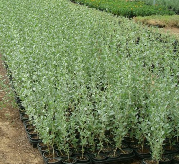 Atriplex halimus Or Salt Bush