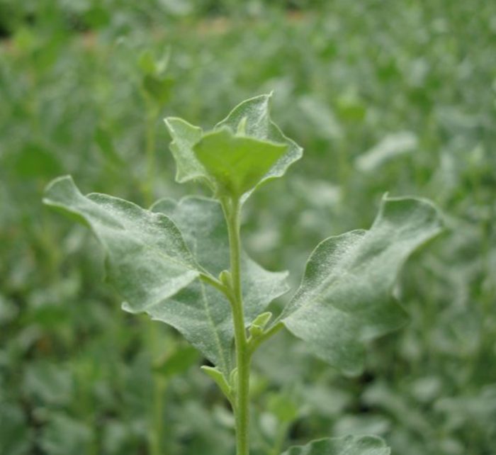 Atriplex halimus Or Salt Bush