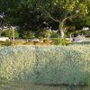 Atriplex halimus Or Salt Bush