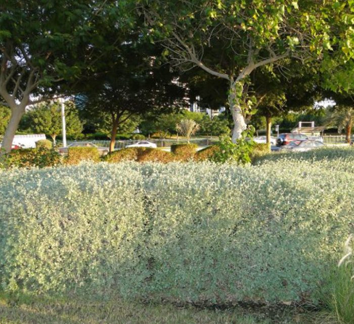 Atriplex halimus Or Salt Bush