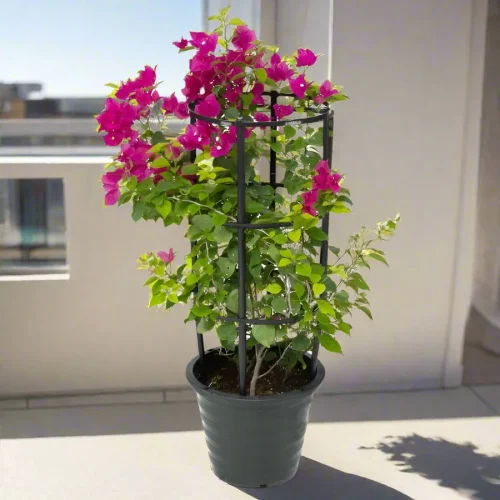 Bougainvillea spectabilis