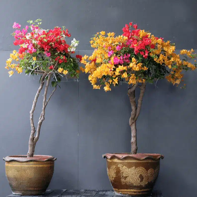 bougainvillea single head