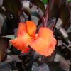 Canna indica 'Purpurea'