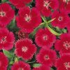 Dianthus Caryophyllus “Carnation or Clove Pink”