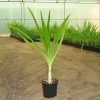 Crinum asiaticum “Spider lily or Seashore lily”