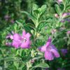 Leucophyllum frutescens “Texas Sage”