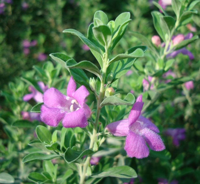 Leucophyllum frutescens “Texas Sage”