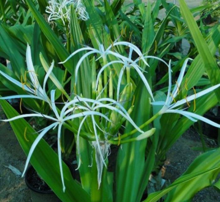 Crinum asiaticum “Spider lily or Seashore lily”