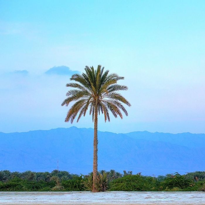 date palm greensouq