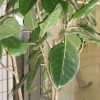 Ficus altissima green souq