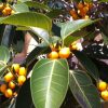 Ficus altissima fruit Green Souq