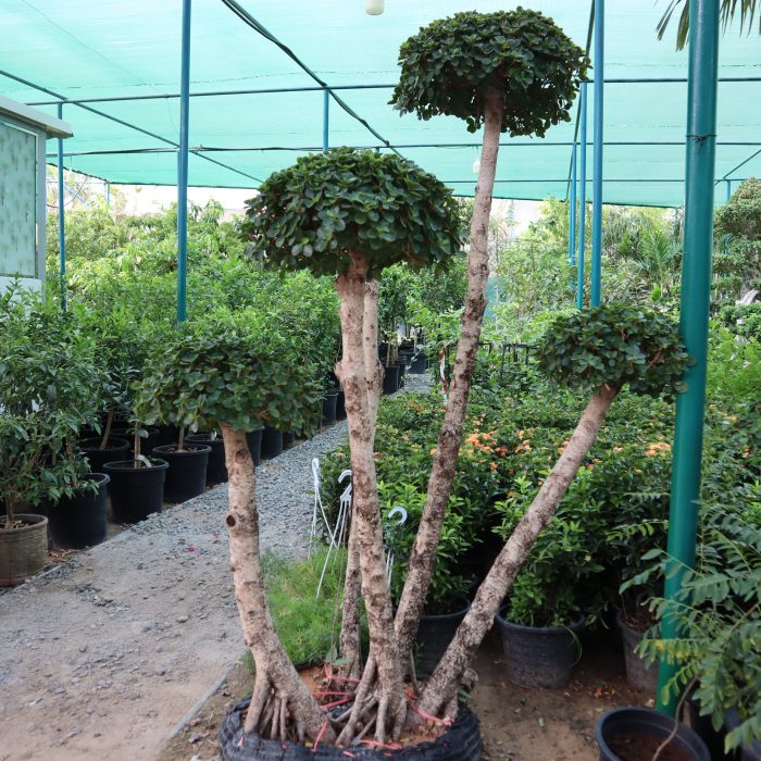 Ficus multi head Green Souq