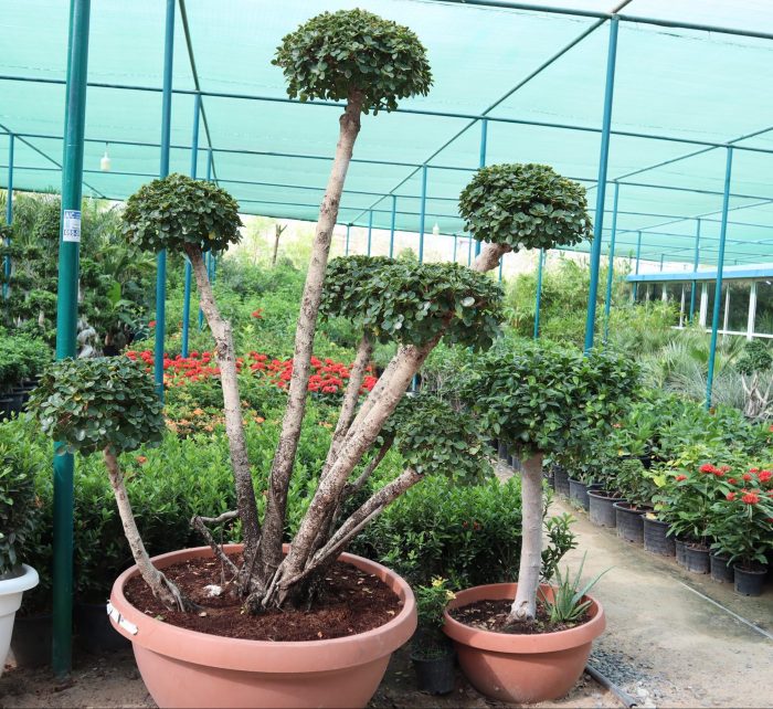 Ficus multi head Greensouq
