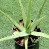 Aloe vera Green Souq