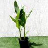 Canna indica Green Souq