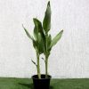 Canna indica Green Souq