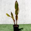 Canna indica Green Souq