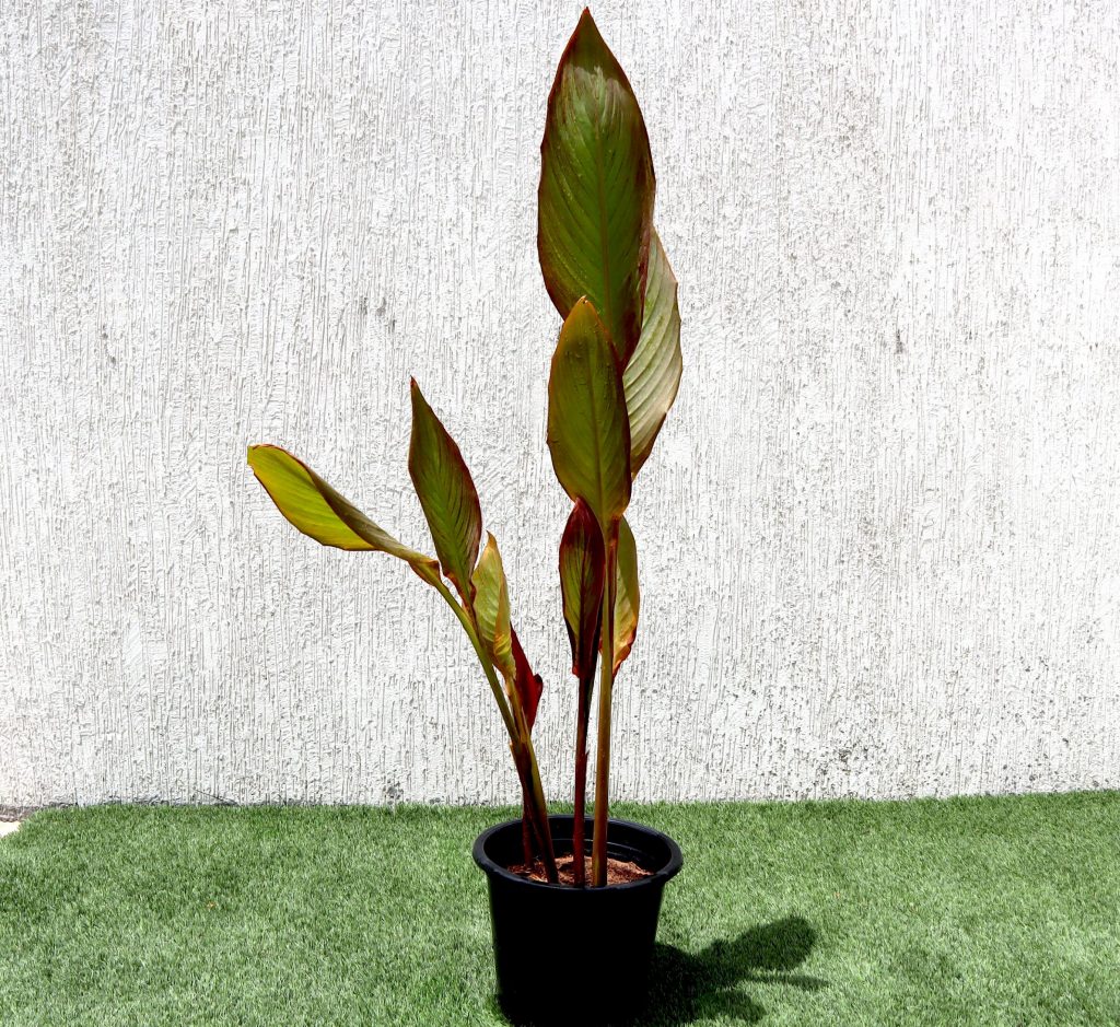 Canna Indica Purpurea 30 50cm Overall Height Buy Online Green