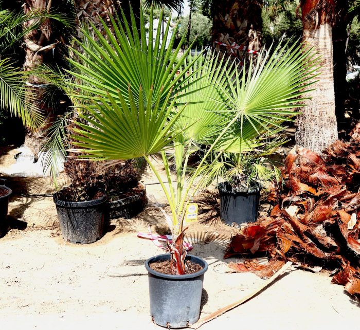 Washingtonia robusta “Mexican Fan Palm” Greensouq