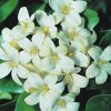 Murraya paniculata “Orange or Thai Jasmine”