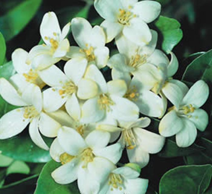 Murraya paniculata “Orange or Thai Jasmine”