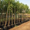 Millingtonia hortensis “Tree jasmine شجرة الياسمين or Indian cork tree”