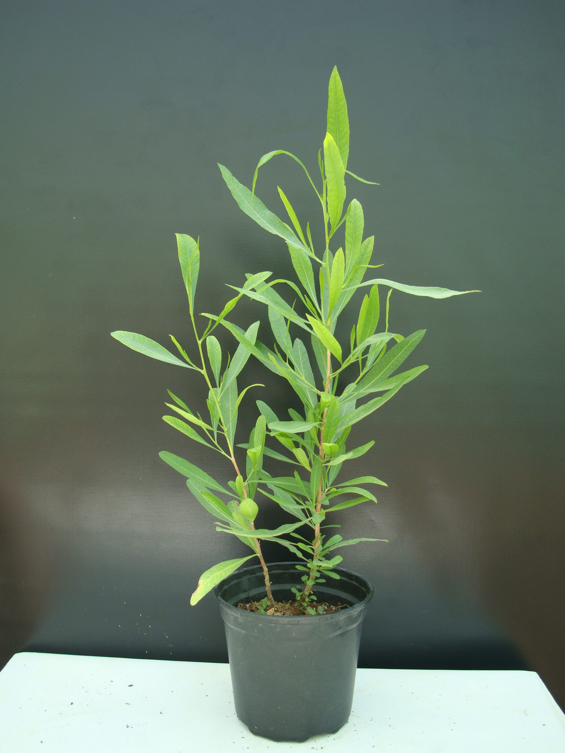 Dodonaea Viscosa Hopbush Buy Online Green Souq Uae