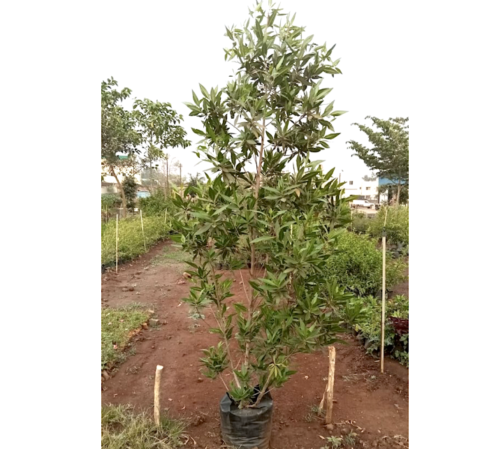 Conocarpus erectus ‘Saudi’ Greensouq