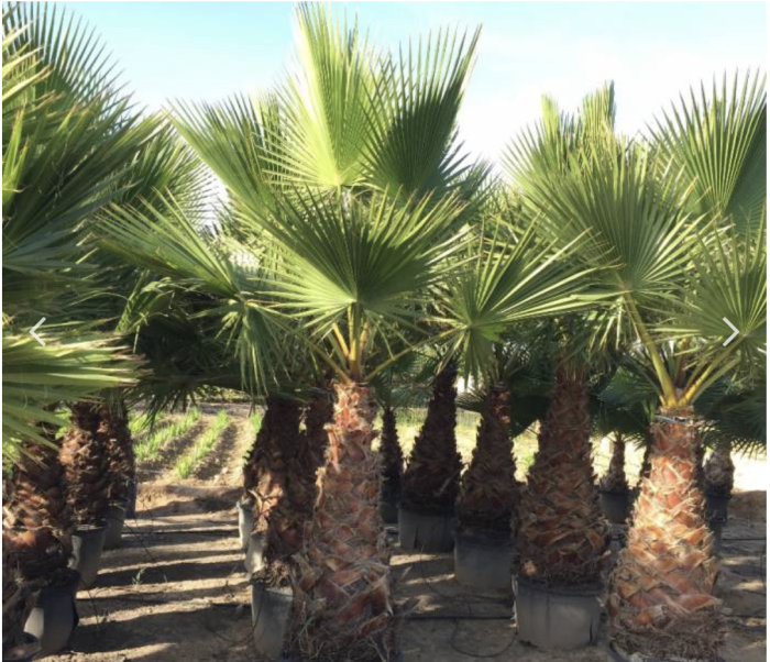 Washingtonia robusta “Mexican Fan Palm” Greensouq