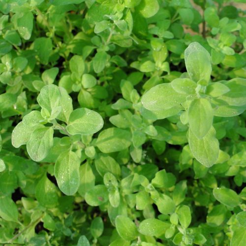 Rosmarinus Officialis Or Rosemary Herb Buy Online In Uae 