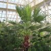 Washingtonia robusta “Mexican Fan Palm”