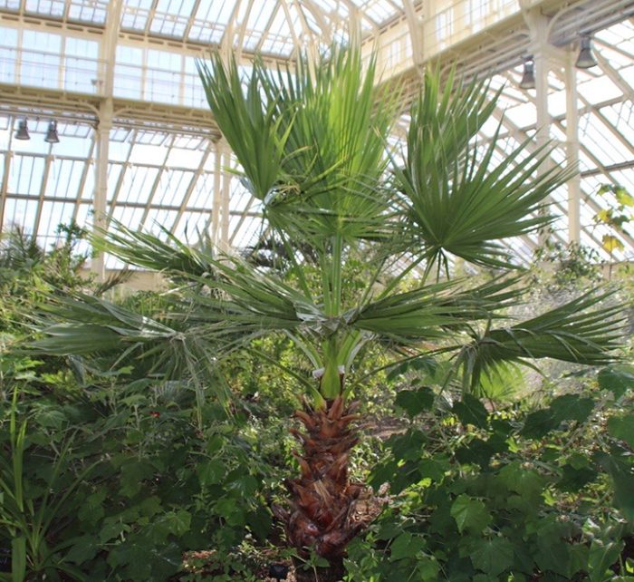 Washingtonia robusta “Mexican Fan Palm”