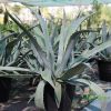 Agave Americana or Century Plant