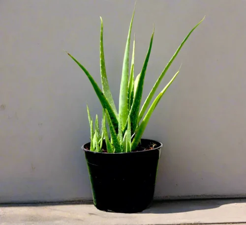 aloe vera