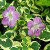 Asystasia gangetica Hanging "Chinese Violet" Green souq