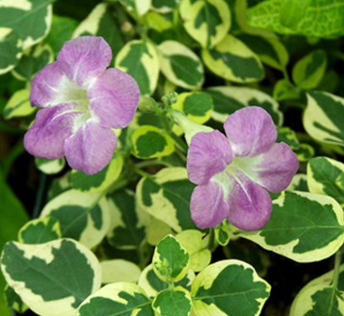 Asystasia gangetica Hanging "Chinese Violet" Green souq