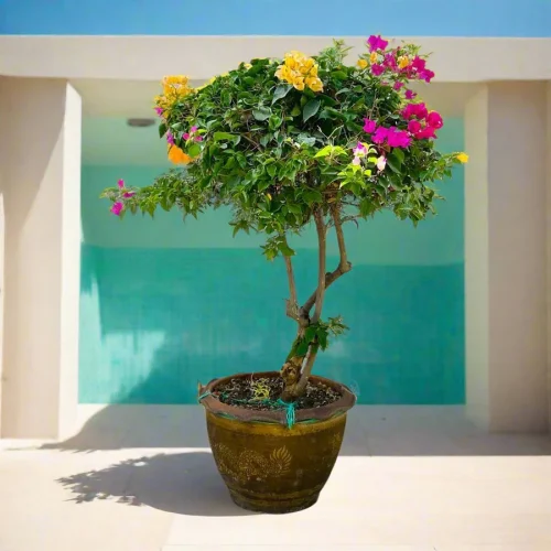 bougainvillea single head