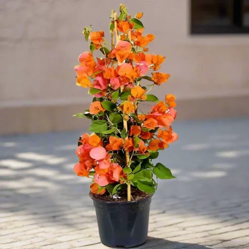 bougainvillea_orange