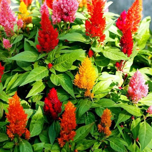 celosia pulmosa greensouq