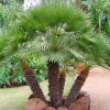 Chamaerops humilis “European Fan Palm” 1.5 – 2.0m Multi Trunk Specimen