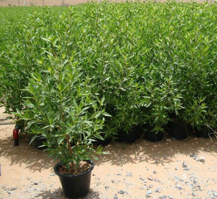conocarpus erectus greensouq