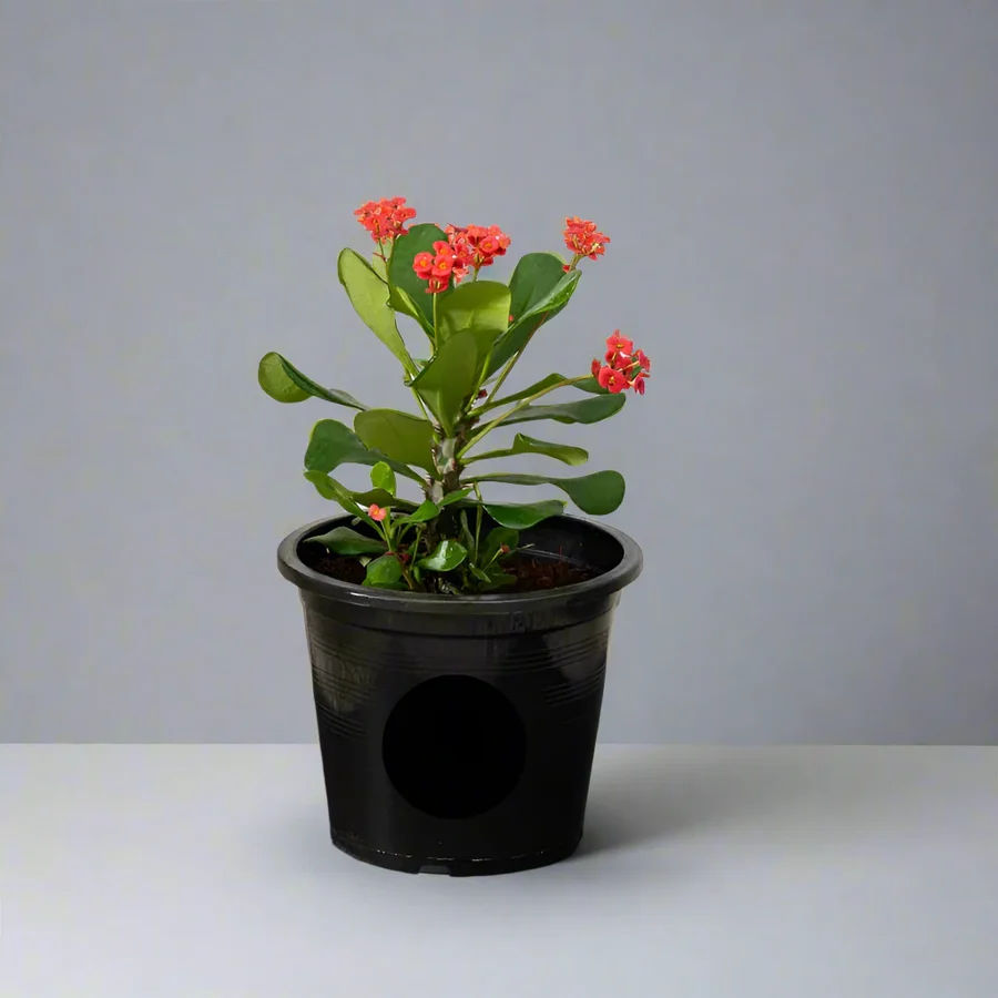 Euphorbia millii Or Crown of Thorns 25 – 35cm