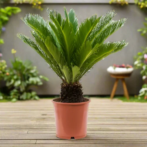 cycas-revoluta-greensouq