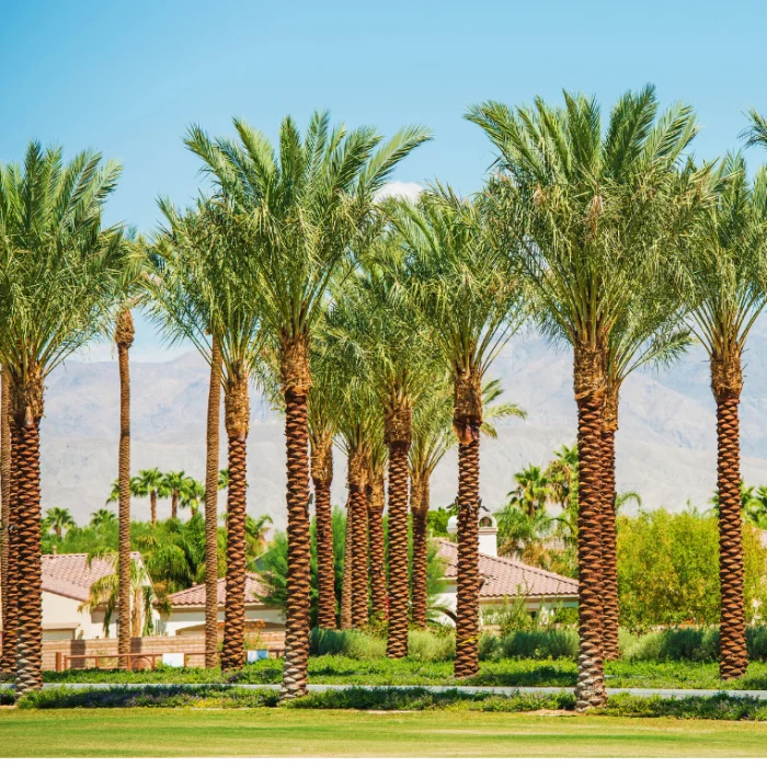 date palm greensouq