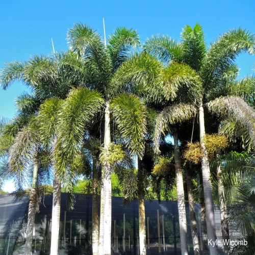 Wodyetia bifurcata “Foxtail Palm” ثعلب النخيل