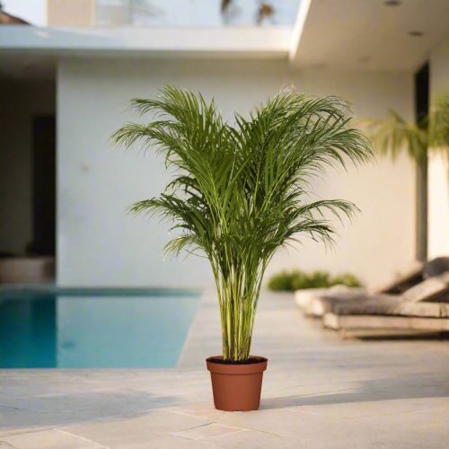 areca palm outdoor greensouq