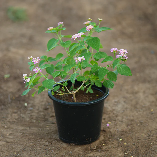 lantana camera pink greensouq