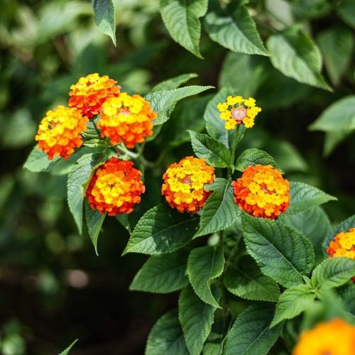 lantana red